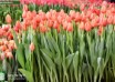 Tulipa Delta Storm ® (2)